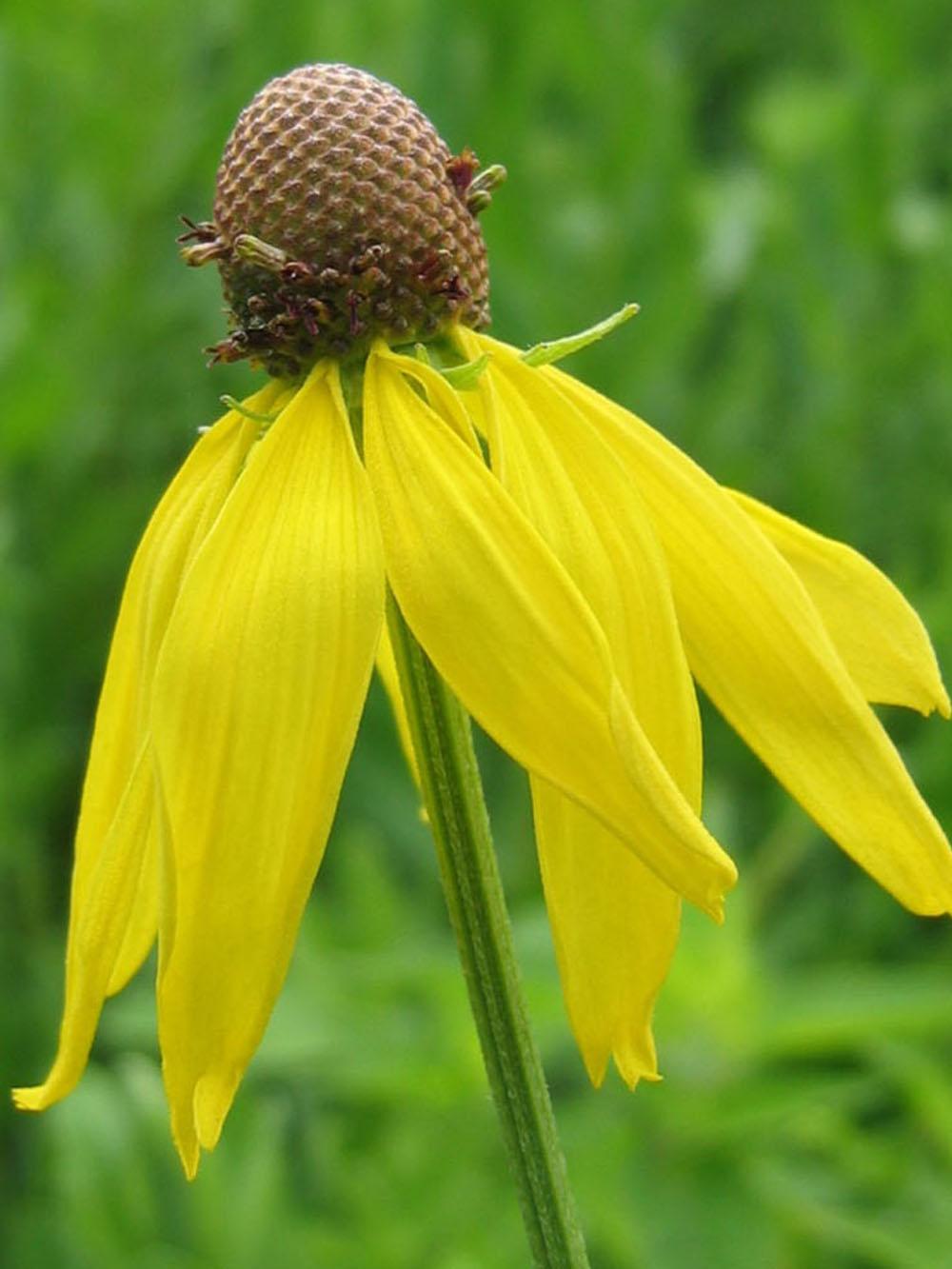 Illinois Bundleflower